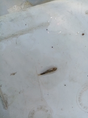 Economidichthys trichonis