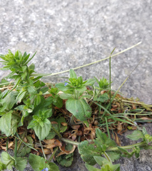 Veronica arvensis