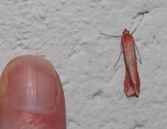 Rhodometra participata