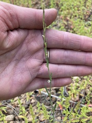 Polygonum sawatchense