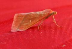 Rhodometra participata