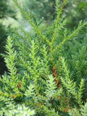 Juniperus foetidissima