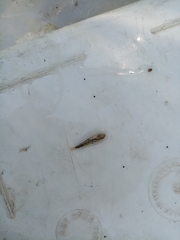 Economidichthys trichonis