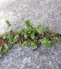 Veronica arvensis