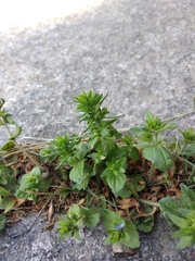 Veronica arvensis