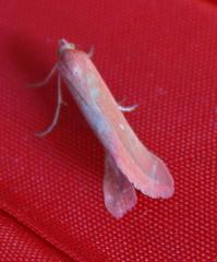 Rhodometra participata