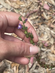 Sairocarpus pusillus