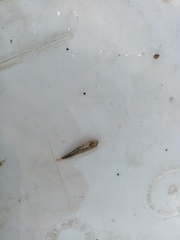 Economidichthys trichonis