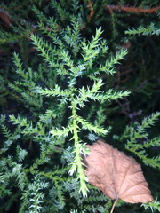 Juniperus foetidissima