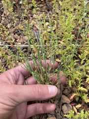 Polygonum sawatchense