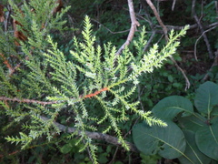 Juniperus foetidissima