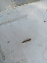 Economidichthys trichonis