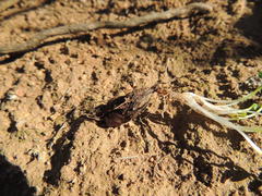 Oxalis commutata commutata