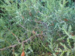 Juniperus foetidissima