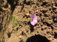 Oxalis commutata commutata