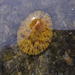 Variable Limpet - Photo (c) Chris Wahlberg, some rights reserved (CC BY-NC), uploaded by Chris Wahlberg