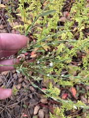 Polygonum sawatchense