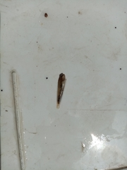 Economidichthys trichonis