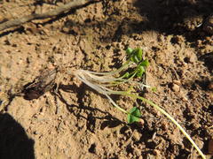 Oxalis commutata commutata