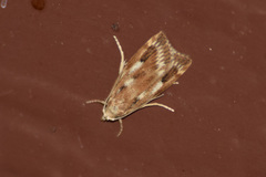 Occidentalia comptulatalis