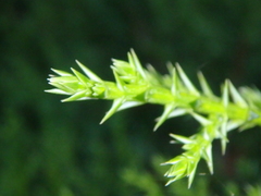 Juniperus foetidissima