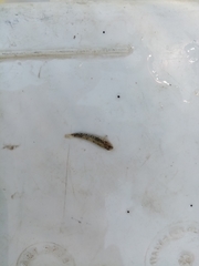 Economidichthys trichonis