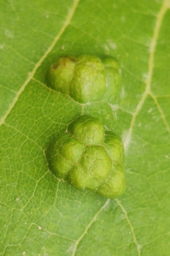Grape Erineum Mite