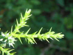 Juniperus foetidissima