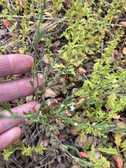 Polygonum sawatchense