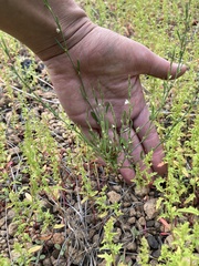Polygonum sawatchense
