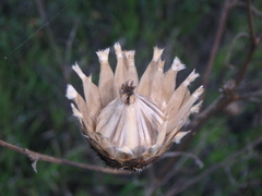 Centaurea orientalis
