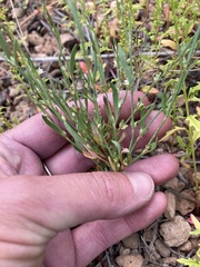 Polygonum sawatchense