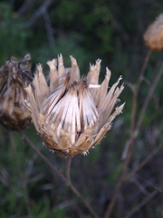 Centaurea orientalis