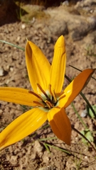 Pauridia linearis