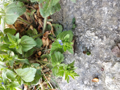 Veronica arvensis
