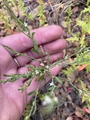 Polygonum sawatchense