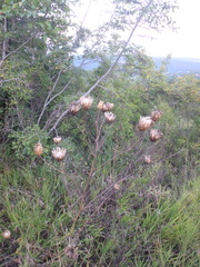 Centaurea orientalis