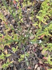 Polygonum sawatchense