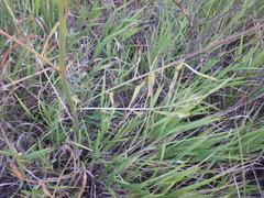 Centaurea orientalis