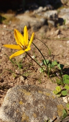 Pauridia linearis
