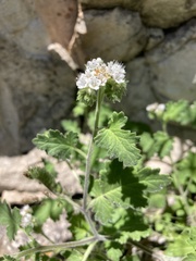 Phacelia rupestris