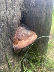 Truncospora ochroleuca