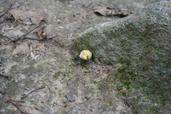 Fungi