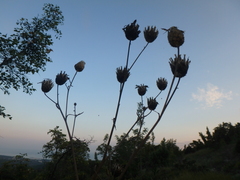 Centaurea orientalis
