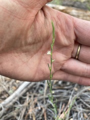 Polygonum sawatchense