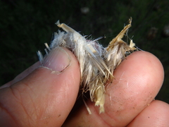 Centaurea orientalis