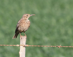 Certhilauda curvirostris brevirostris