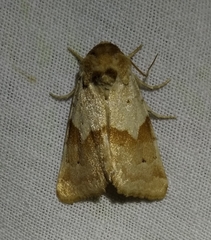 Mycteroplus puniceago