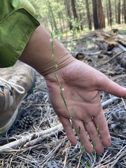 Polygonum sawatchense