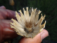 Centaurea orientalis